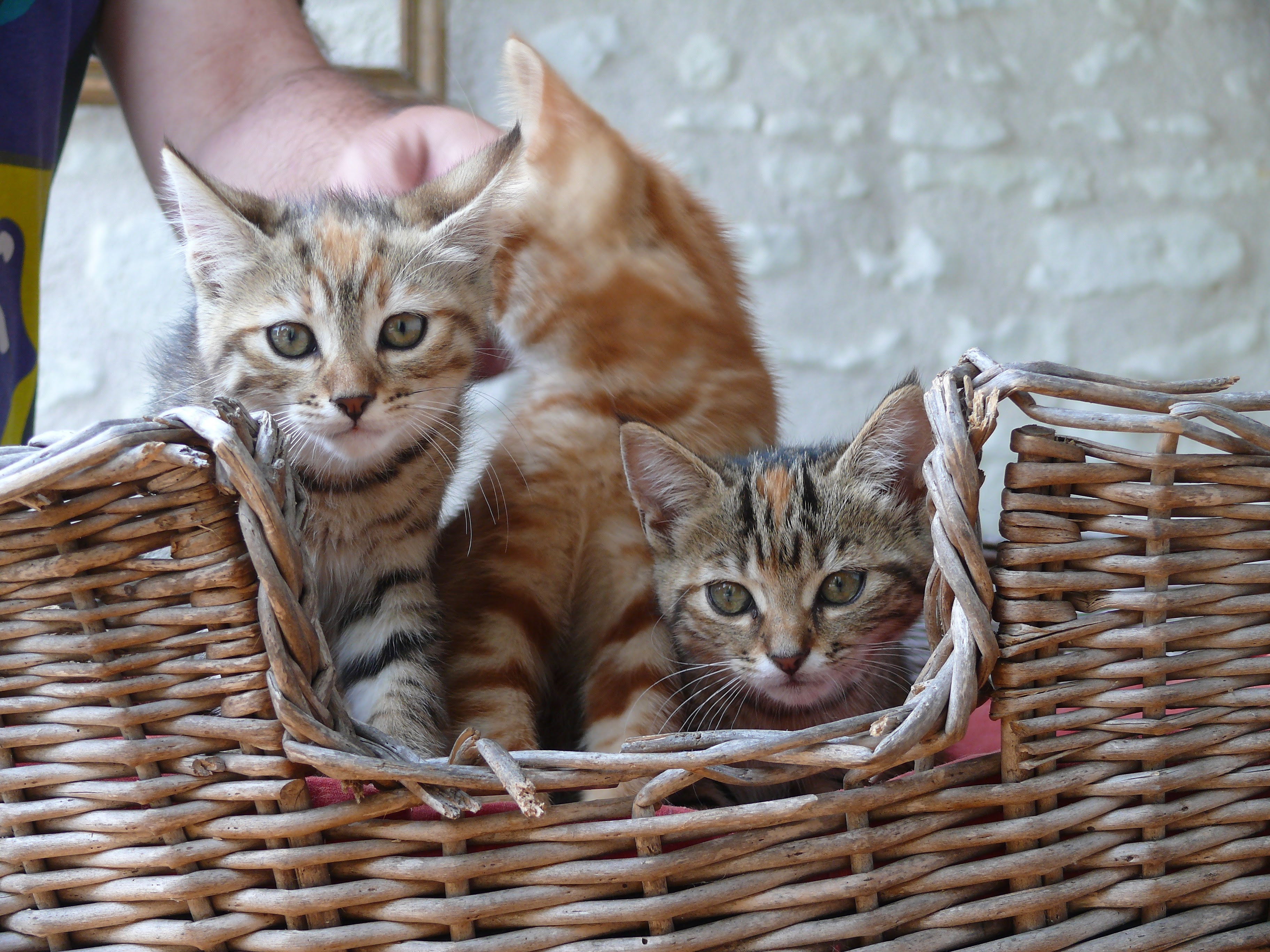 3 Chaton A Donner Indre Et Loire 37 Gratuit Sur Animoz Net