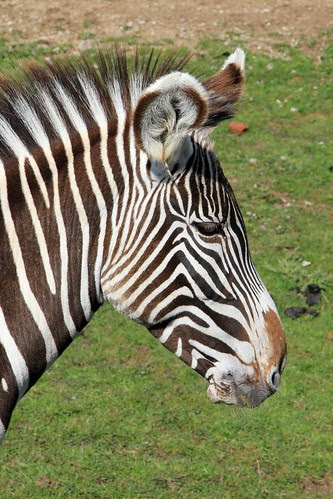 animals for free