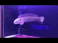 オスカー 混泳 スネークヘッド 351065