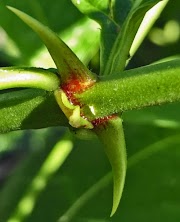 16+ Cat S Claw Seeds