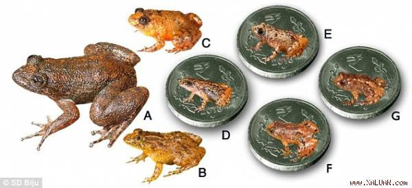 Phát hiện loài ếch mới ‘bé tí xíu’, thừa sức đặt trên móng tay