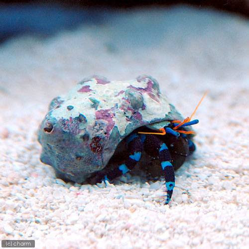 ヤドカリの飼育 貝の引越しをしてヤドカリがカッコよくなりました アクアリウム野郎