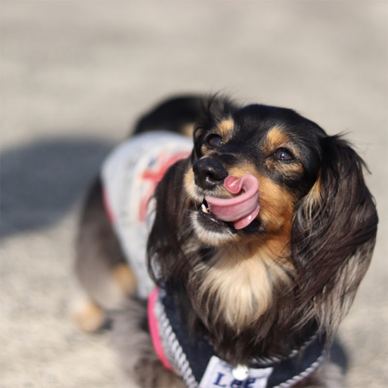 犬が虫を食べるとどうなる 食べない方が良い虫は 犬の総合情報サイト ペットスマイルニュースforワンちゃん