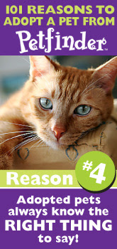 Adopt a Kitten