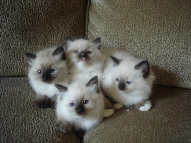 "Miracles in velvet mittens.  Tumbled here a pile of kittens." --Jo Kittinger