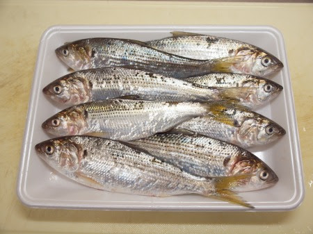 コノシロのさばき方 刺身の切り方 盛り付け方 魚料理と簡単レシピ