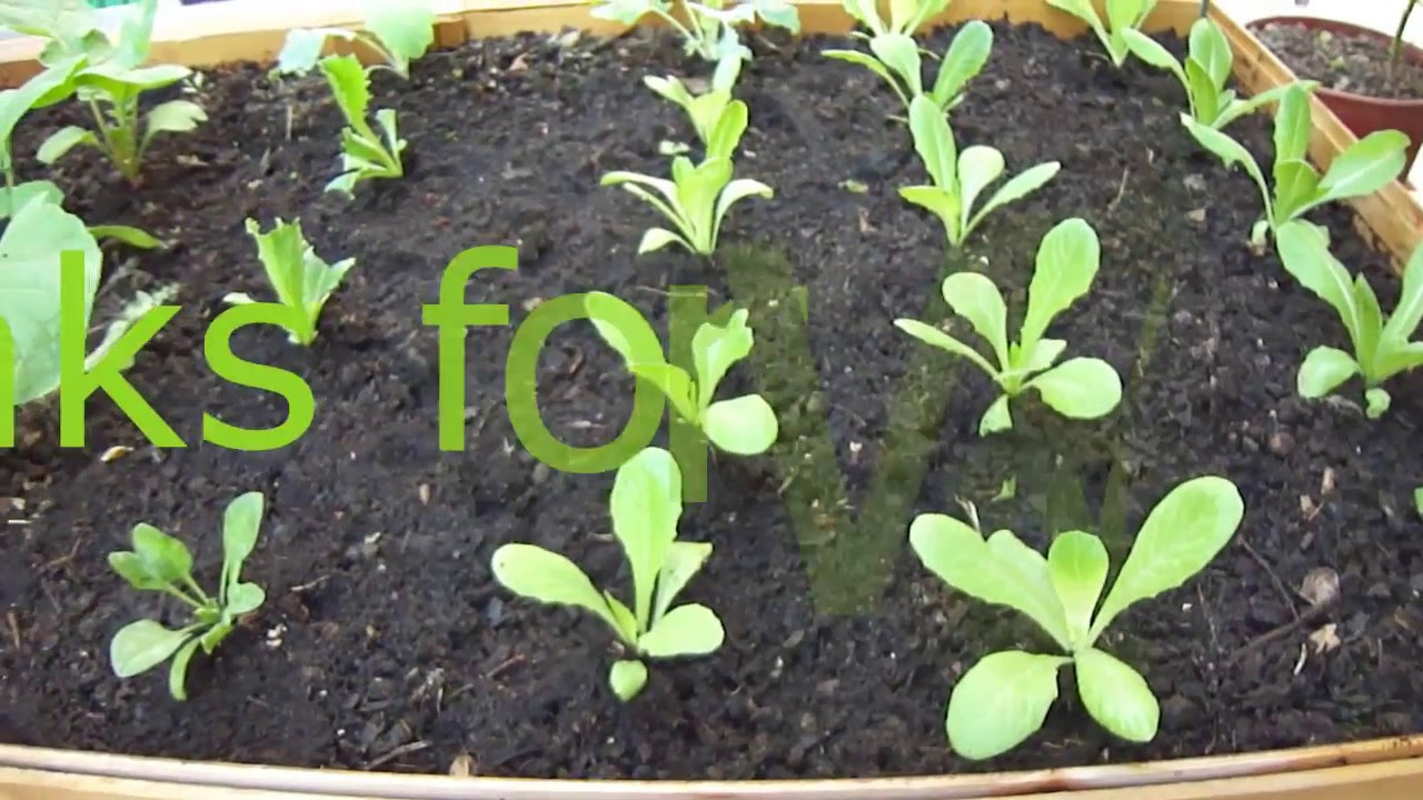Growing Lettuce From Seed - YouTube