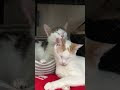 Achevée! chat trouvé 34 329030