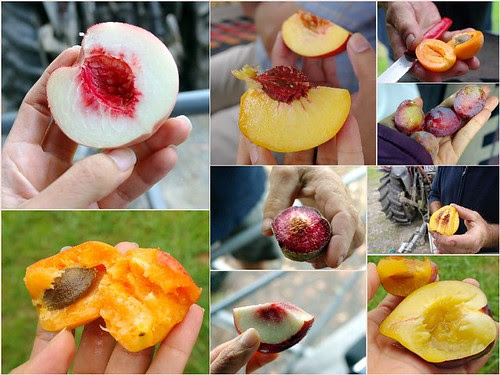 Rayner Fruit Orchard