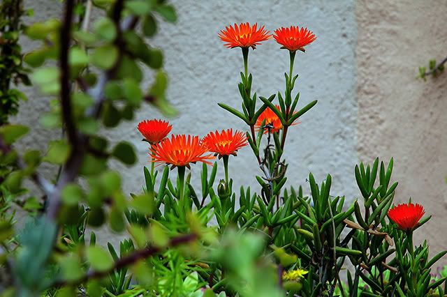 Garden Flowers