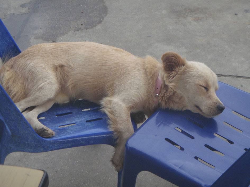 Dog Tired Quotes. QuotesGram