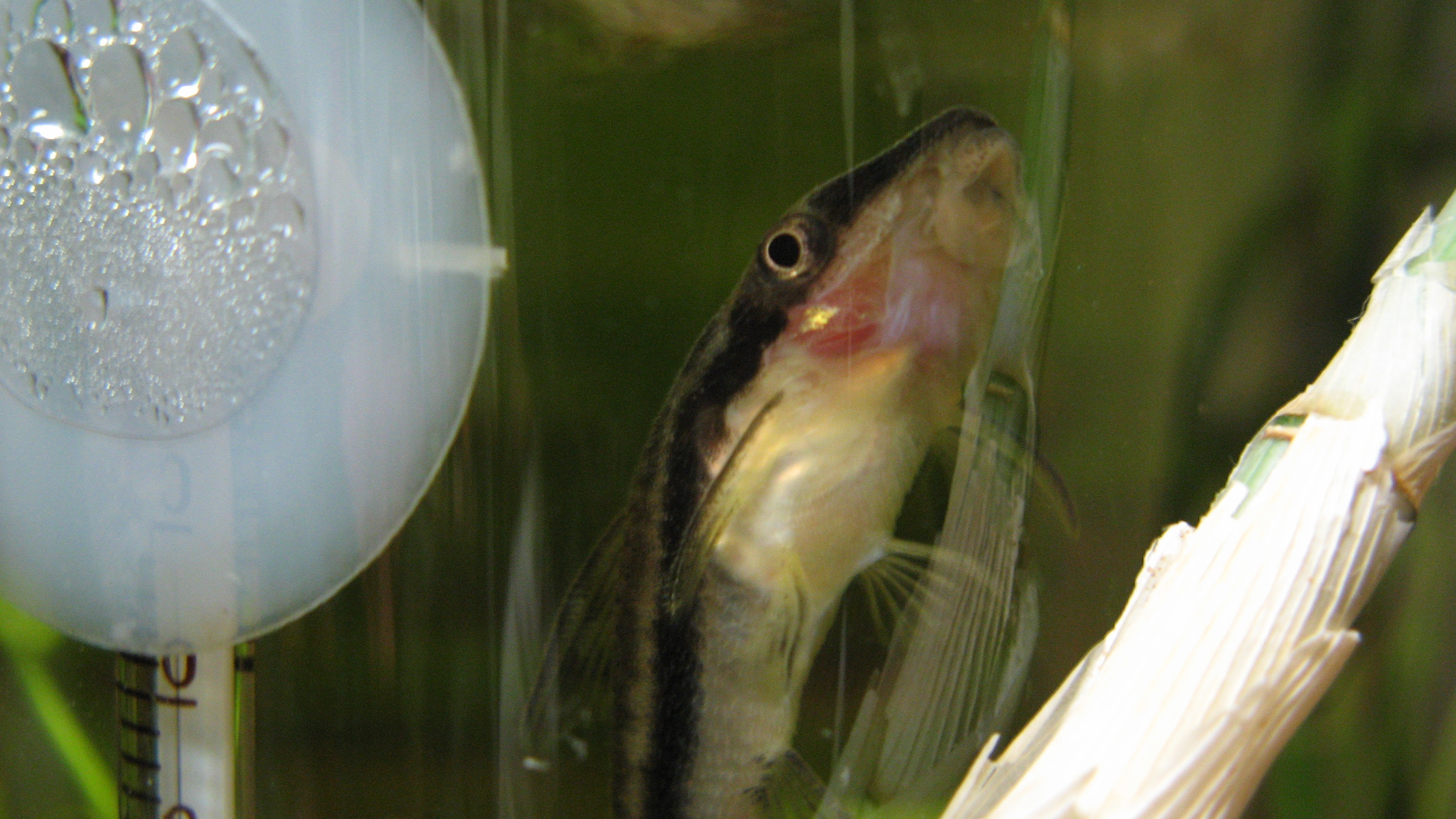熱帯魚 深海魚のカノン