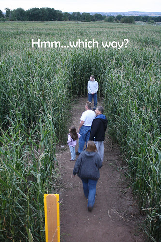 corn maze - from bridge