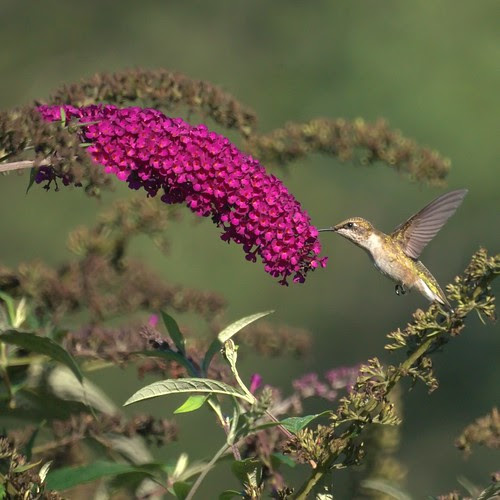Hummingbird