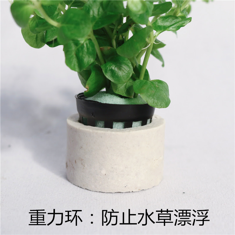 水草固定重力環懶人水草造景綠菊活體金魚草水榕陶瓷環魚缸水族箱 水族器材 運動 休閒 貨源 批發一路發