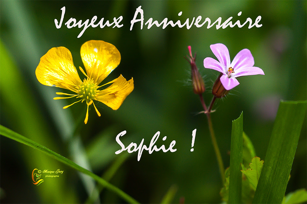 Joyeux Anniversaire Sophie Les Yeux De Ma Vie