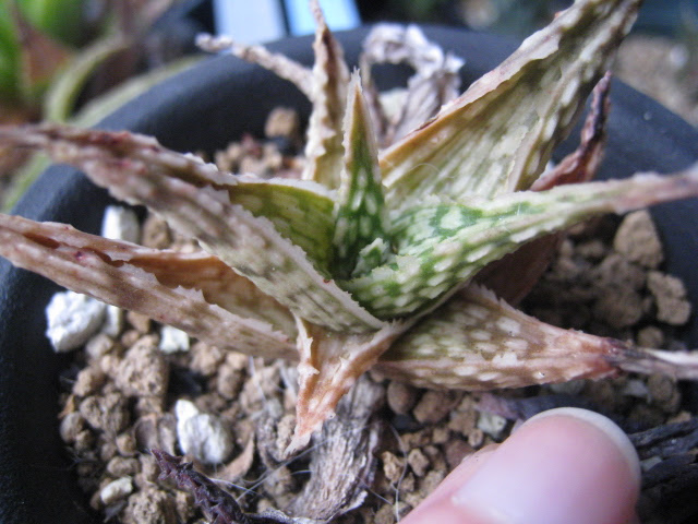 Niku Kichi 09年02月