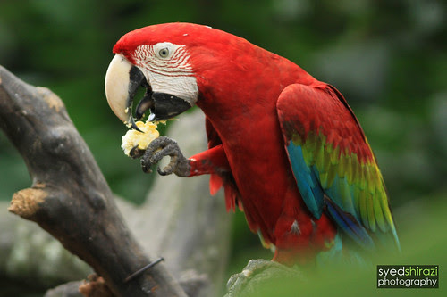 Photo Challenge 233 Binatang sedang makan Animal Photo Challenge 233 Binatang sedang makan Animal