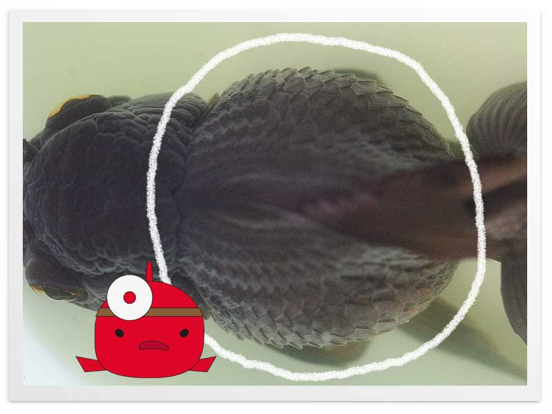 金魚のお腹が風船のように膨らむ問題 松かさ ブロート 抱卵 便秘 肥満 がん 浮袋障害 金魚飼育マニュアル 木苺共和国