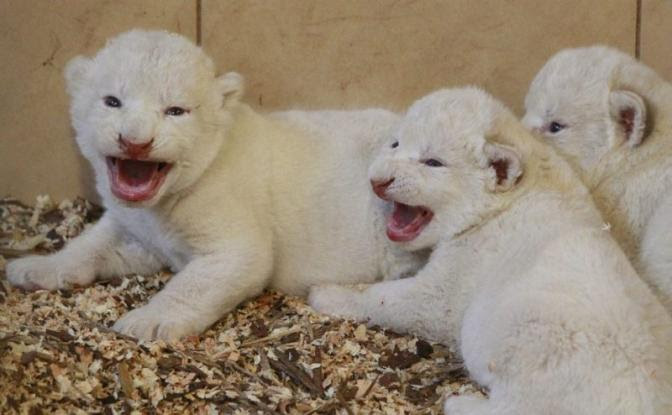 Λευκά λιοντάρια γεννήθηκαν στην Πολωνία | Video | Zarpanews