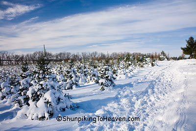 Rows of Christmas Trees, Summers Christmas Tree Farm, Dane County, Wisconsin