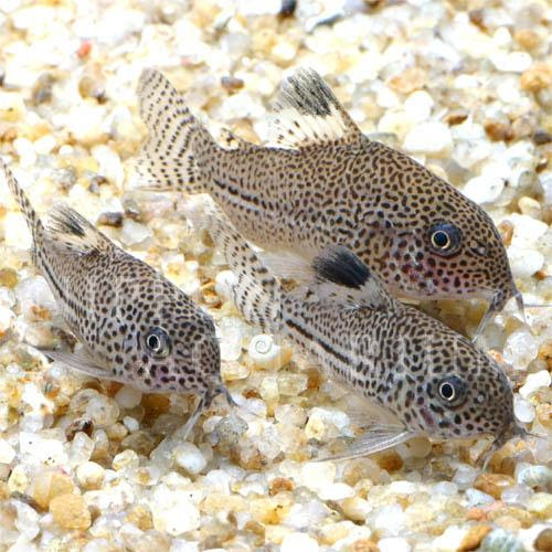 コリドラス ジュリー 繁殖 産卵 熱帯魚図鑑 熱帯魚の飼育 混泳 繁殖 病気など