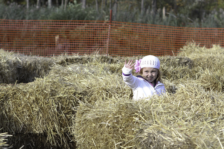 hay maze abi