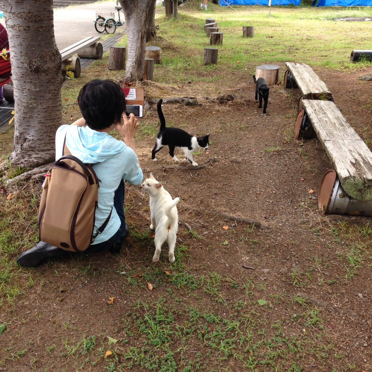 レポ 猫を探しに沖島へ 琵琶湖の 猫島 の猫に会いに行く 猫の総合情報サイト ペットスマイルニュースforネコちゃん