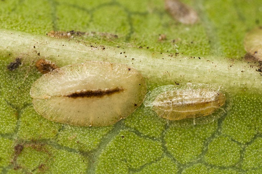 ミカンワタカイガラムシ の蛹 明石 神戸の虫 ときどきプランクトン