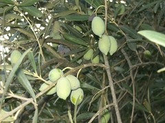 olives