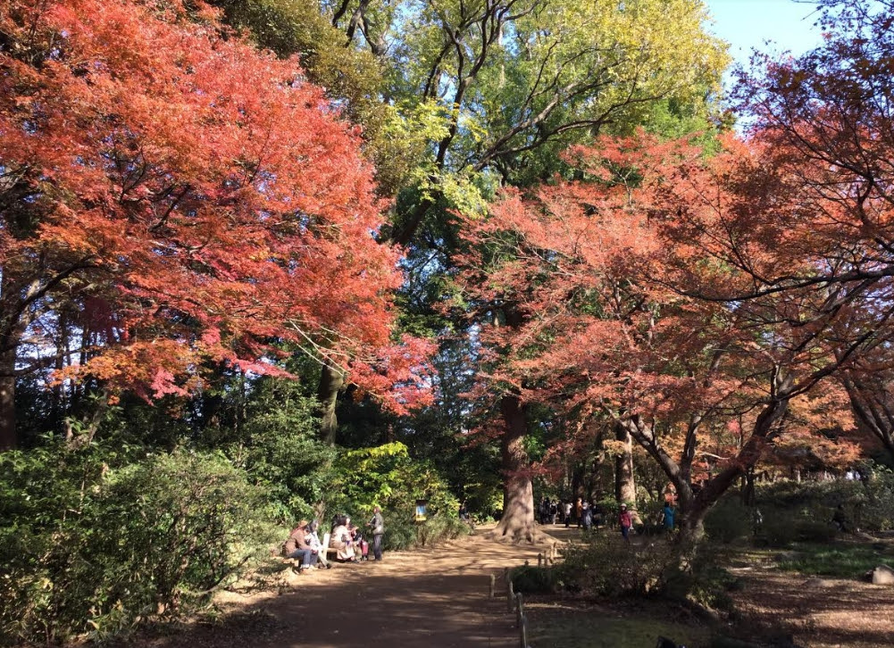 外宛銀杏大道是以繪畫館為中心而採遠近法種的。