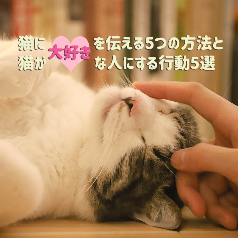 猫に大好きを伝える5つの方法と猫が大好きな人にする行動5選