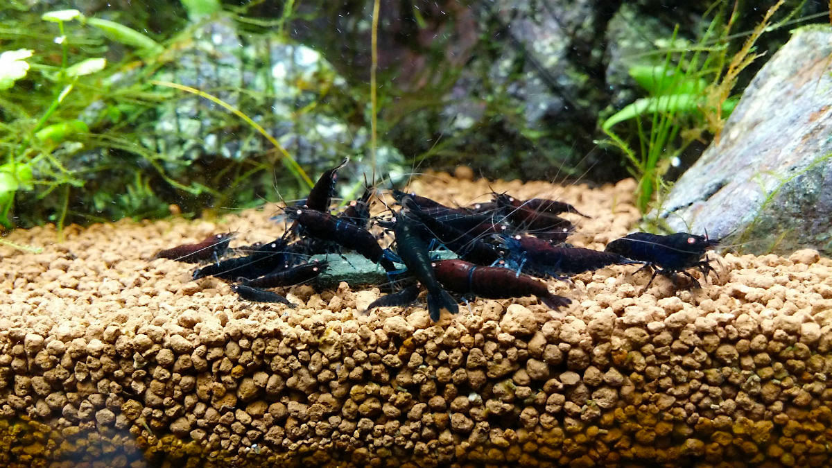 ブラックダイヤモンドシュリンプ 水草水槽リースと観賞用えびのone Leaf