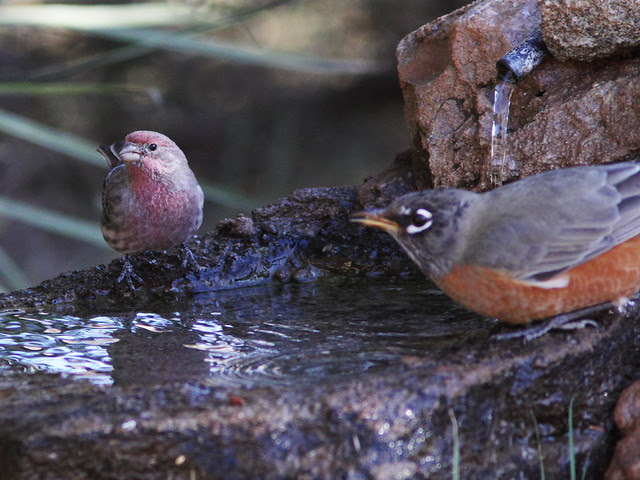 House Finch male with robin 20131102