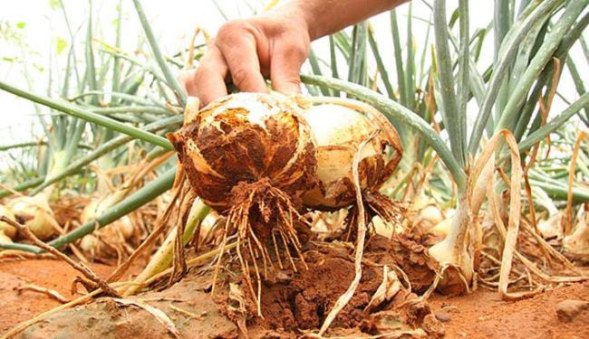 Resultado de imagem para plantação cebola nacional