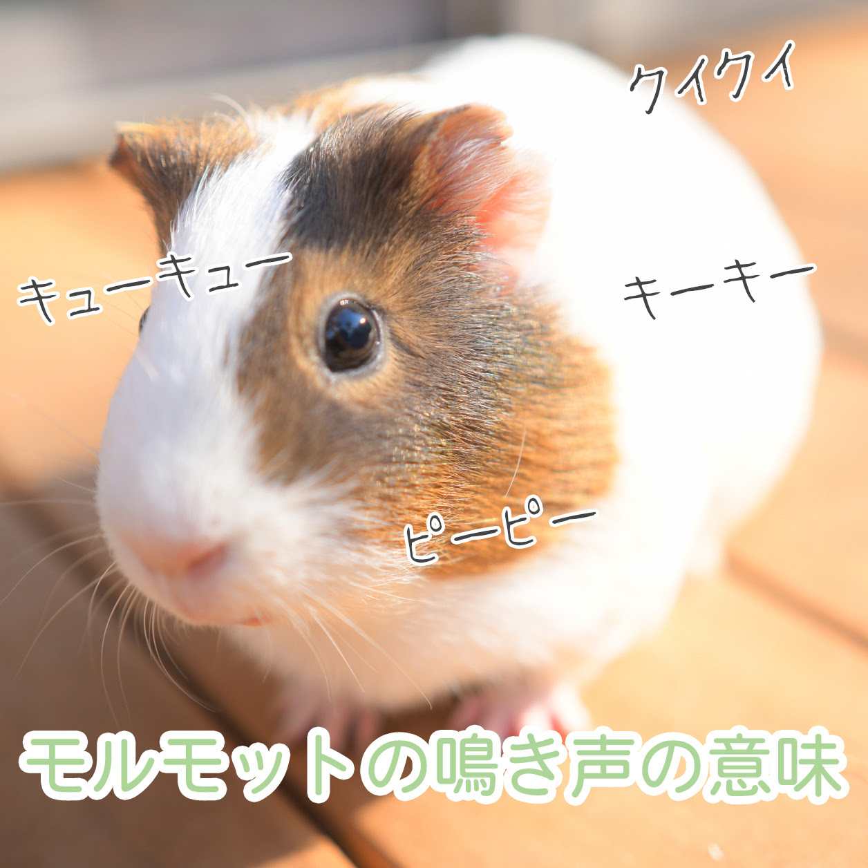 クイクイ モルモットの鳴き声の種類と意味一覧 気持ちを理解してもっと仲良く キュウキュウ