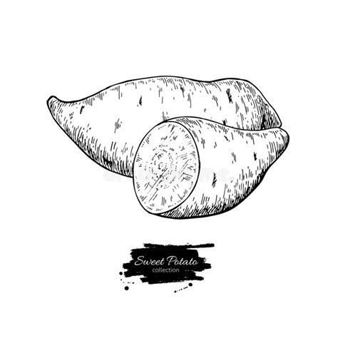 sweet potato hand drawn vector illustration isolated vegetable