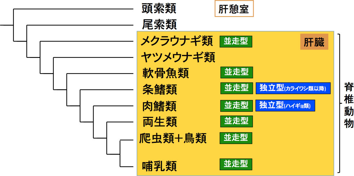 肝細胞研究会 脊椎動物における肝臓構築の多様性と進化