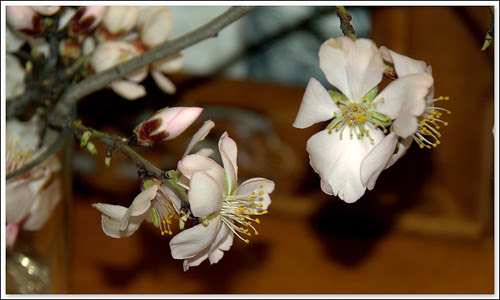 flores de almendro
