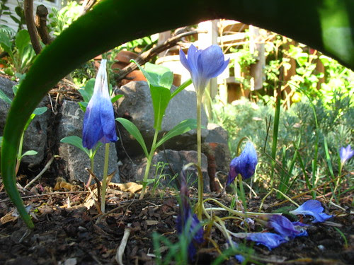 Crocus speciosus