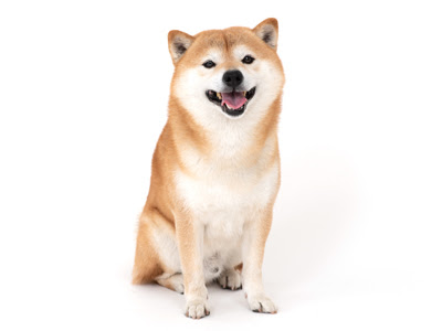 ブロスタ Web Cmに ペットモデル ちゃたろう 信乃 なな 諭吉 が出演 タレントｌペットモデルの動物プロダクションエムドッグス