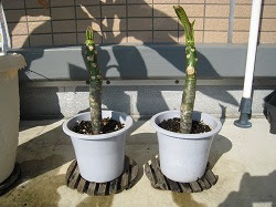 プルメリア大好き