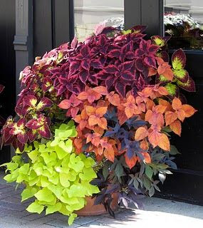 Container gardening at its best.
