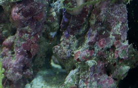 コケについて 神畑養魚株式会社