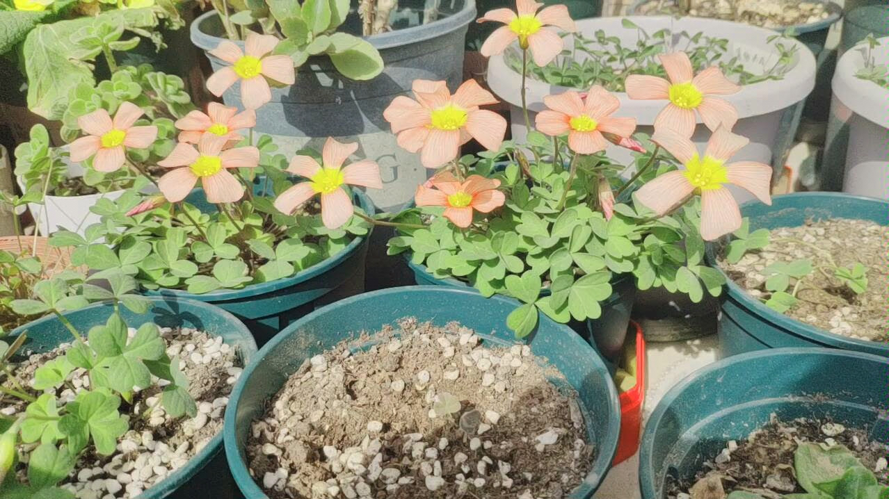 第一次种酢浆草 迎来首开啦 哔哩哔哩 つロ干杯 Bilibili
