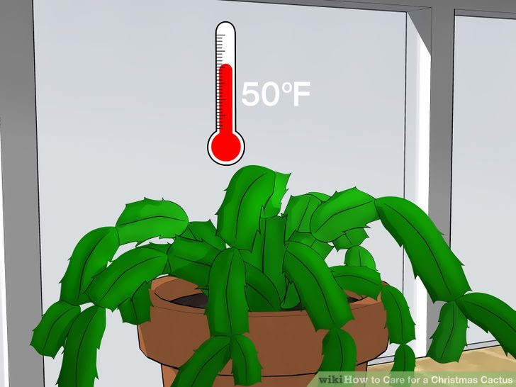 Care for a Christmas Cactus Step 9.jpg