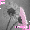 Skamu.com - The only place for Myspace icons, Orkut avatars, and profile codes