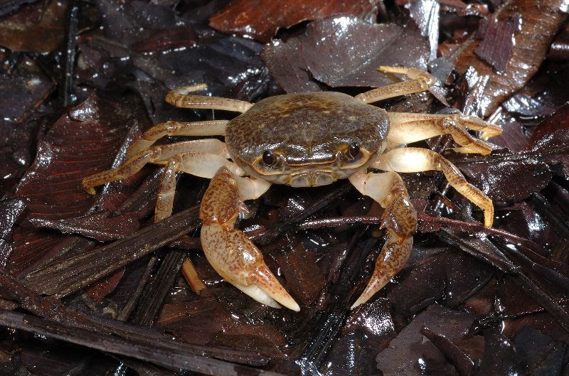 おきなわカエル商会 沖縄の自然 やんばるの森 沖縄の動植物を紹介するサイト