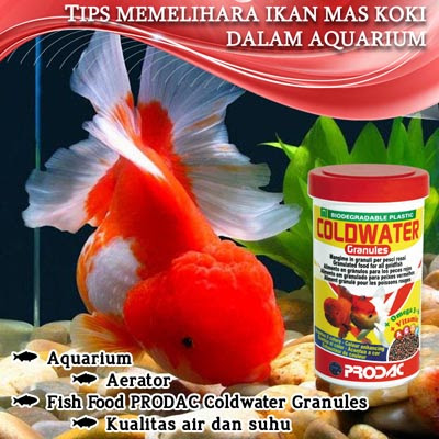 7100 Koleksi Gambar Ikan Mas Koki Akuarium HD Terbaik