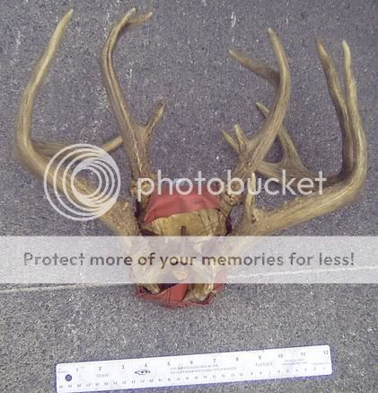 freaky antler mount